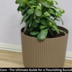 Jade Plant Care - The Ultimate Guide for a Flourishing Succulent Beauty